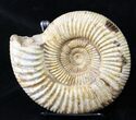 Large Perisphinctes Ammonite - Jurassic #18920-2